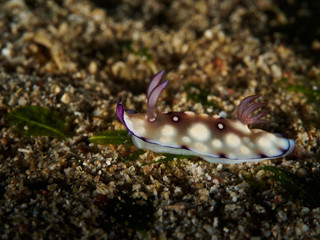 Sea slugs - Nudibranch
