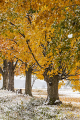 Naklejka premium abstract view of colorful fall foliage