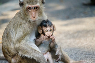 Naklejka premium サルの親子の愛