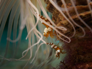 Underwater squat shrimp
