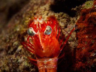Super macro - red shrimp