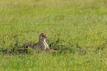 cheetah © Herbert