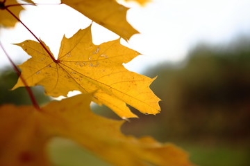 Naklejka na ściany i meble autumn maple