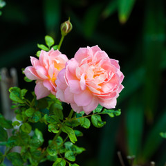 English shrub rose variety "Felicia"