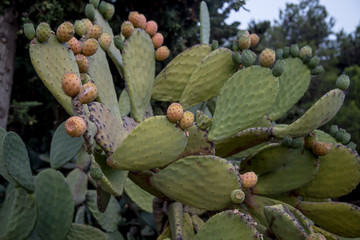 prickly pear (