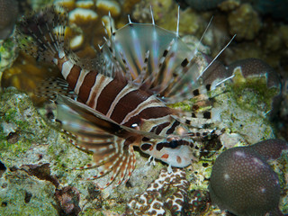 Underwater Zebra Lionfish