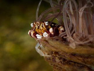 Underwater small clab on the anemone