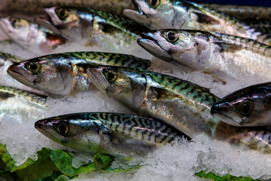 photography of raw fish in marketplace