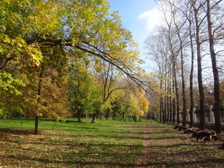 Деревья с желтыми листьями в городском парке в осенний солнечный день