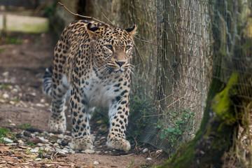 Leopard walking by the fence