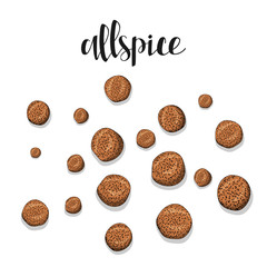 Allspice isolated object sketch . Spice for food . Culinary seasoning . Spices for cooking. The plant for culinary dishes . Seasoning for food . Spices for cooking