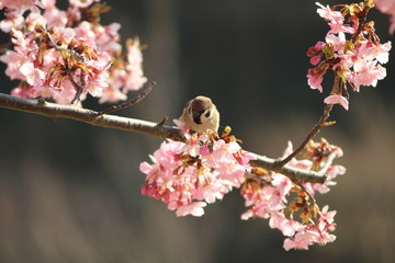 桜と雀
