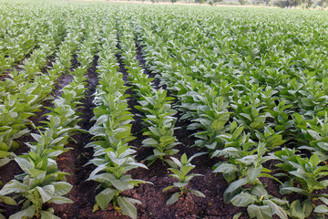 tobacco field from north of Nicaragua, Estelí