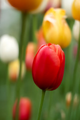 Tulip flower for the holiday