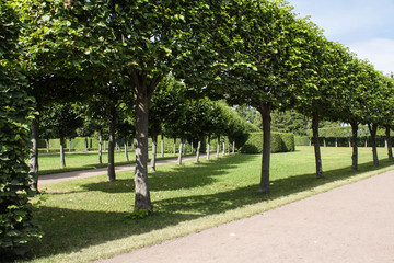 Green hedge in summer park