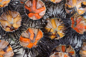 Riccio di mare