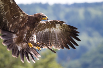 Golden eagle, Germany