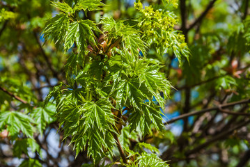 Unfurling young leaves of maple