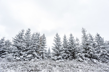 Fresh Snowfall on Evergreen Trees