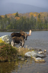 Obraz na płótnie Canvas Like Father, Like Son - A bull moose and calf pair enjoy breakfast together on a crisp morning in the fall surrounded by the colors of the autumn foliage.