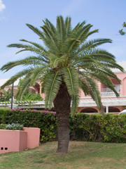 Fototapeta na wymiar Palm Tree at a Resort