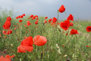 Feld mit roten Mohnblumen im Sommer
