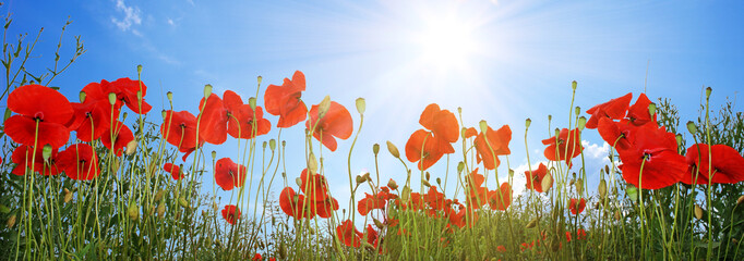 Mohnblumen Feld Panorama