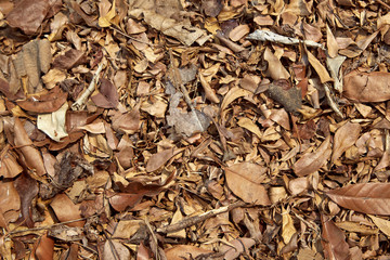 Dry leaf on the ground