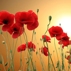 Obraz premium Pole czerwonych maków latem