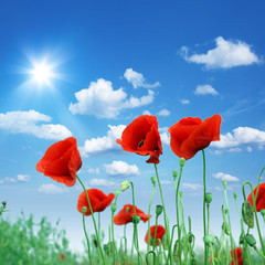 Feld mit roten Mohnblumen im Sommer