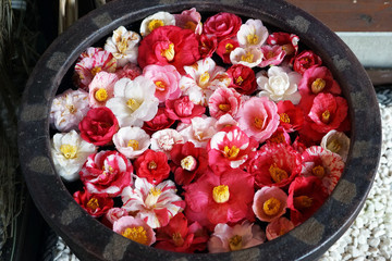 水鉢の中の椿の花