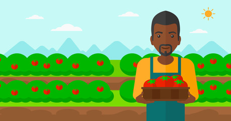 Farmer collecting tomatos.