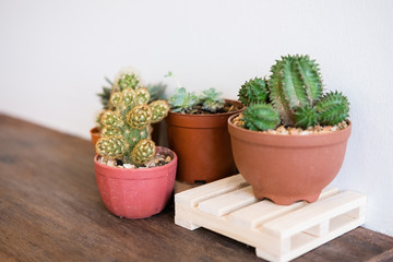cactus in pot on wooden table