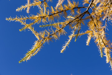 yellow tamarack larch tree in autumn against blue sky