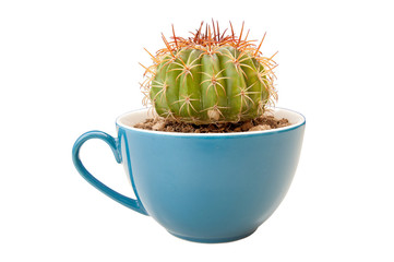 cactus in coffee cup