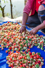 Harvest packing Strawberry Blueberry at field.