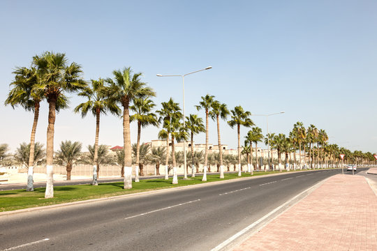 Fototapeta Alley with palm trees in Doha, Qatar