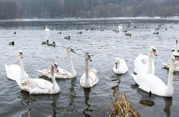 White swans float in the cold lake.