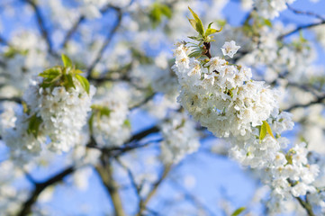 kwiaty wiśni na tle błękitnego nieba © Mike Mareen