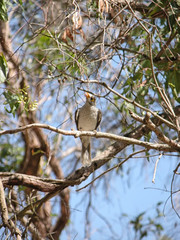 Noisy Miner a predominantly gray indigenous bird, Queensland, Au