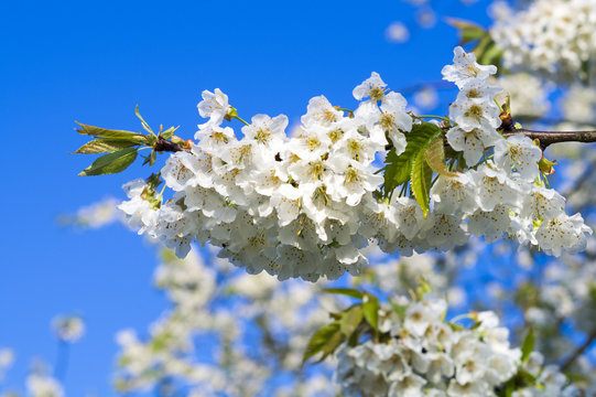 Fototapeta kwiaty wiśni na tle błękitnego nieba