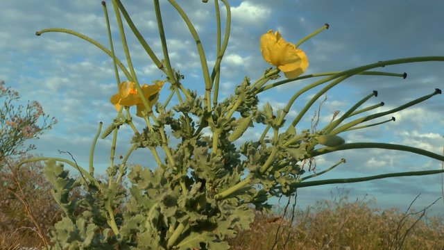 Flowering plant Yellow hornpoppy in the gusts of strong wind, mrdium shot.
