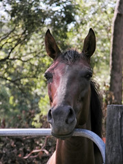 Alert horse at gate in Queensland, Australia