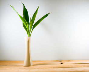 Lucky bamboo (Dracaena sanderiana) in a crean vase on wood backg