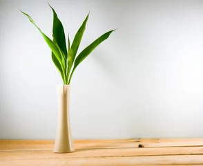 Papier Peint photo Lavable Bambou Lucky bamboo (Dracaena sanderiana) in a crean vase on wood backg