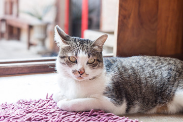 Thai cat lying down at home