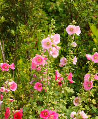 An orchid-pink-color Rose of Sharon flower blooms in the garden
