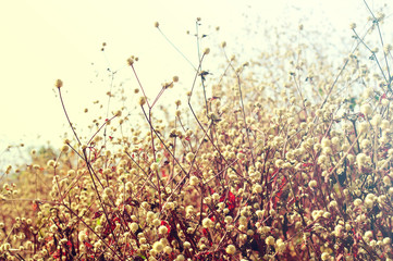 Soft Focus Vintage Meadow Plant Background with Sun Light