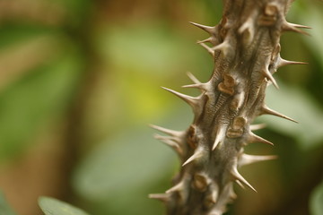 Macro succulent thorns