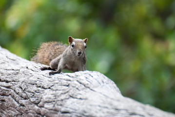 Naklejka premium Eastern Grey Squirrel